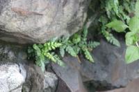 2006_06_0336