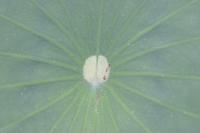 2006_06_0348