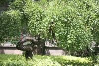 2006_06_1710 